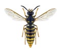 Wasp Vespula vulgaris female