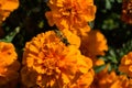 Wasp Vespula vulgaris sits on a orange flower of the Marigold. Wasp closeup. Royalty Free Stock Photo
