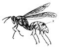 Wasp, vintage illustration