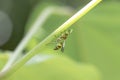 Wasp walking upside down on a green plant stem in the garden on a sunny day with blur background