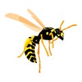 Wasp on a white background in realistic style. Vector graphics Royalty Free Stock Photo