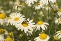 Wasp on white daisywheel