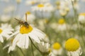 Wasp on white daisywheel