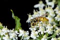 A wasp on white flower with black background