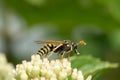 wasp on white flowers. It appears to be collecting nectar from the flowers, which have small white petals and protruding stamens