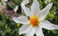 Wasp with White yellow flower close Royalty Free Stock Photo