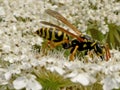 Wasp on wild carrot flower