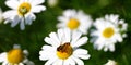 Daisies Royalty Free Stock Photo
