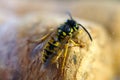 Wasp - a wild insect in black and yellow stripes with a sting walking on a traffic jam