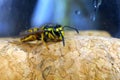 Wasp - a wild insect in black and yellow stripes with a sting walking on a traffic jam
