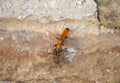 Wasp wolf fighting with brown spider on a stone wall rough