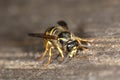Wasp on wood Royalty Free Stock Photo