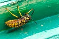 Wasp on wooden beehive macro