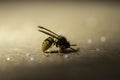 a wasp on a wooden table found a lot of sugar