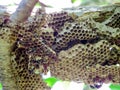 wasp worker and hive wasp on tree in garden