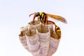 A wasp is working in its nest, clinging to wood, also known as the yellowjacket, hornet Royalty Free Stock Photo