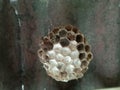 a wasp's nest whose occupants had abandoned it and fallen on the floor