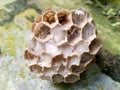 a wasp's nest whose occupants have been abandoned Royalty Free Stock Photo