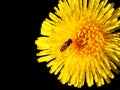 Wasp on dandelion