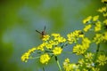 Wasp  on yellow dill flowers anethum graveolens Royalty Free Stock Photo