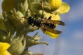 Wasp on yellow flower, summer garden