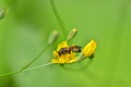 Wasp On Yellow Wild Flower