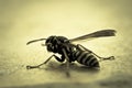 Wasp Yellowjacket Royalty Free Stock Photo