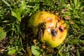 Wasps on a apple Royalty Free Stock Photo
