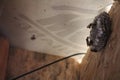 Wasps in the attic of the house build a nest to raise their offspring