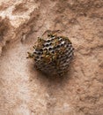 Wasps on the beach. Close-up wasp hive on stone background.