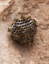 Wasps on the beach. Close-up wasp hive on stone background. 2 Royalty Free Stock Photo