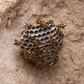 Wasps on the beach. Macro wasp hive on stone background. Croped for sq. banner