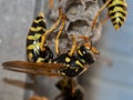 Wasps build a nest in a greenhouse