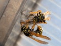 Wasps build a nest in a greenhouse