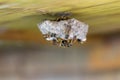 Wasps build a nest on a wooden roof