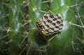 Wasps caring their larvae and eggs