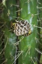 Wasps caring their larvae and eggs