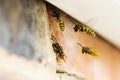 Wasps Causing Problem By Building Nest Under Roof Of House