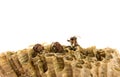 Wasps out of wasp net isolated in white background Royalty Free Stock Photo