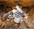 Wasps on comb, wild insect collect nectar