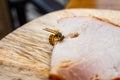 Wasps cutting meat from a slice of ham