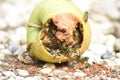 Wasps eat fallen fruit Royalty Free Stock Photo