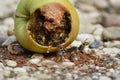 Wasps eat fallen fruit Royalty Free Stock Photo