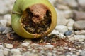 Wasps eat fallen fruit Royalty Free Stock Photo