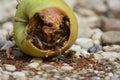 Wasps eat fallen fruit Royalty Free Stock Photo