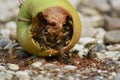 Wasps eat fallen fruit Royalty Free Stock Photo