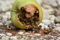 Wasps eat fallen fruit Royalty Free Stock Photo