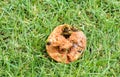 Wasps eating an apple Royalty Free Stock Photo