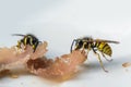 Wasps are eating ham from a plate, in late summer they can become nuisance and dangerous around outdoor sources of food, macro
