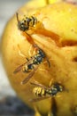 Wasps eating rotten yellow apple fallen on ground. Close up of yellow wasps Royalty Free Stock Photo